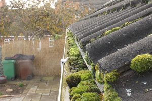 Moss removal company in Hereford