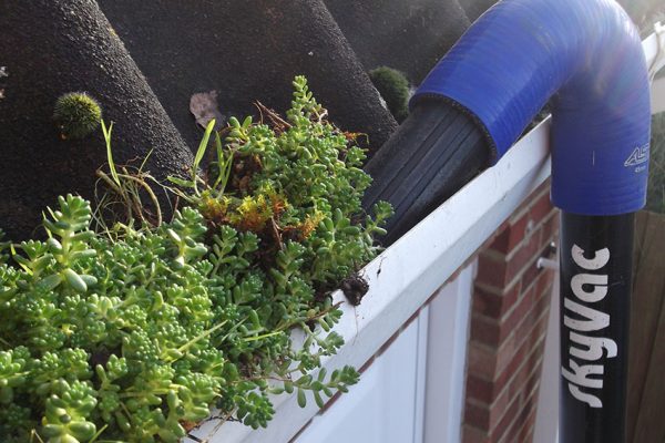 Moss removal company Hereford