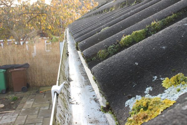 Moss removal service Hereford